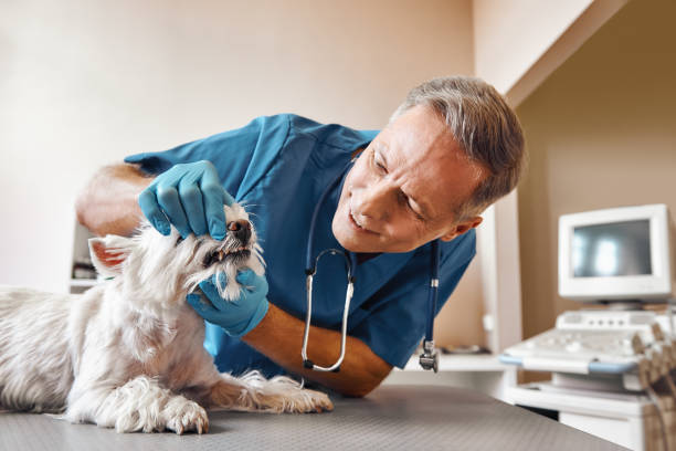 Trusted PA Emergency Dental Service Experts